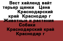 Вест хайленд вайт терьер щенки › Цена ­ 30 000 - Краснодарский край, Краснодар г. Животные и растения » Собаки   . Краснодарский край,Краснодар г.